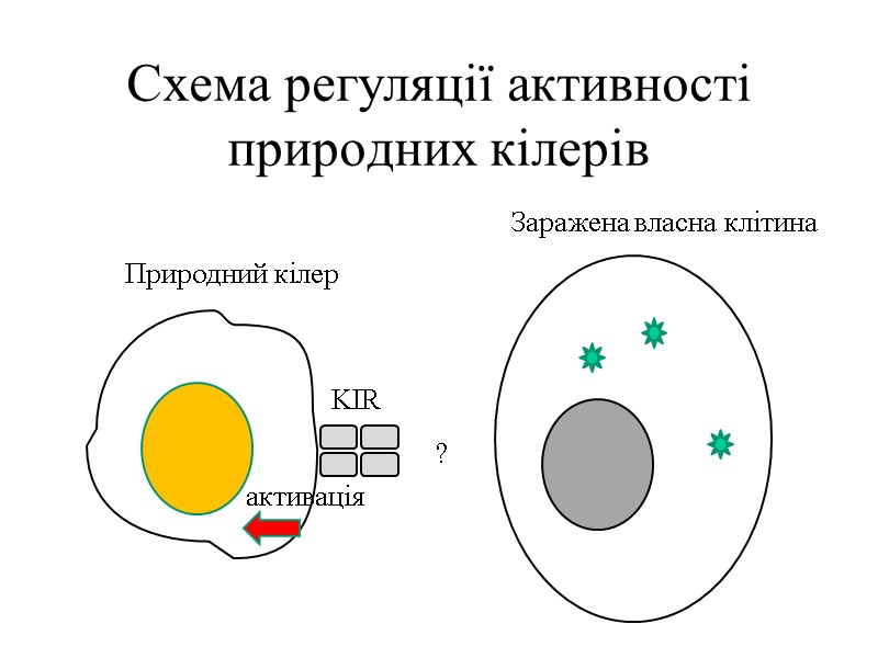 Схема регуляції активності природних кілерів  Природний кілер Заражена власна клітина KIR активація ?